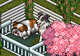 https://habboarcade.com/uploads/images/2026-07-21-20.png